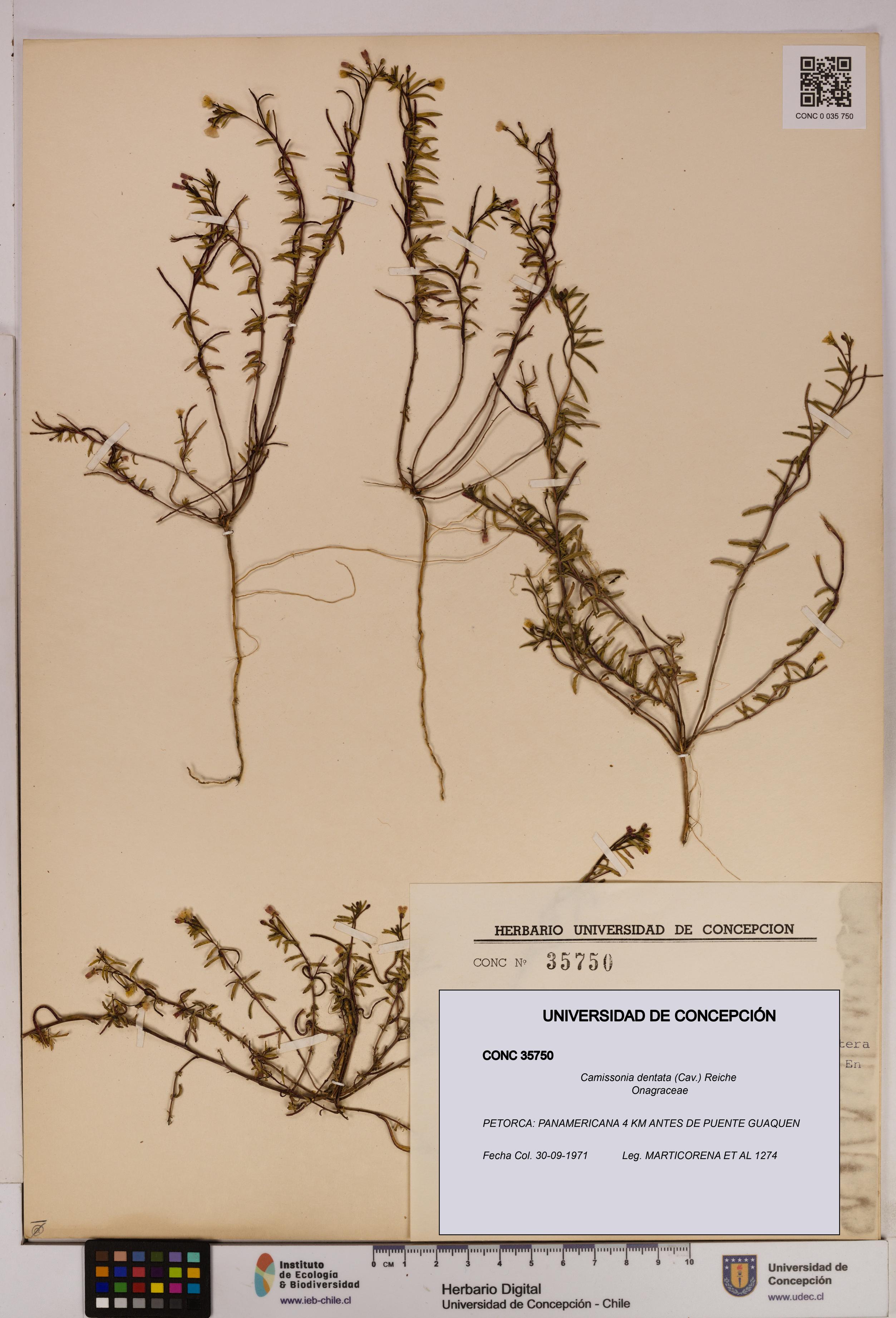 Camissonia dentata [Espécimen: UDEC:CONC:0035750]