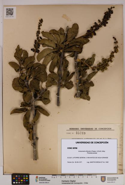Anisomeria littoralis [Espécimen: UDEC:CONC:0035769]