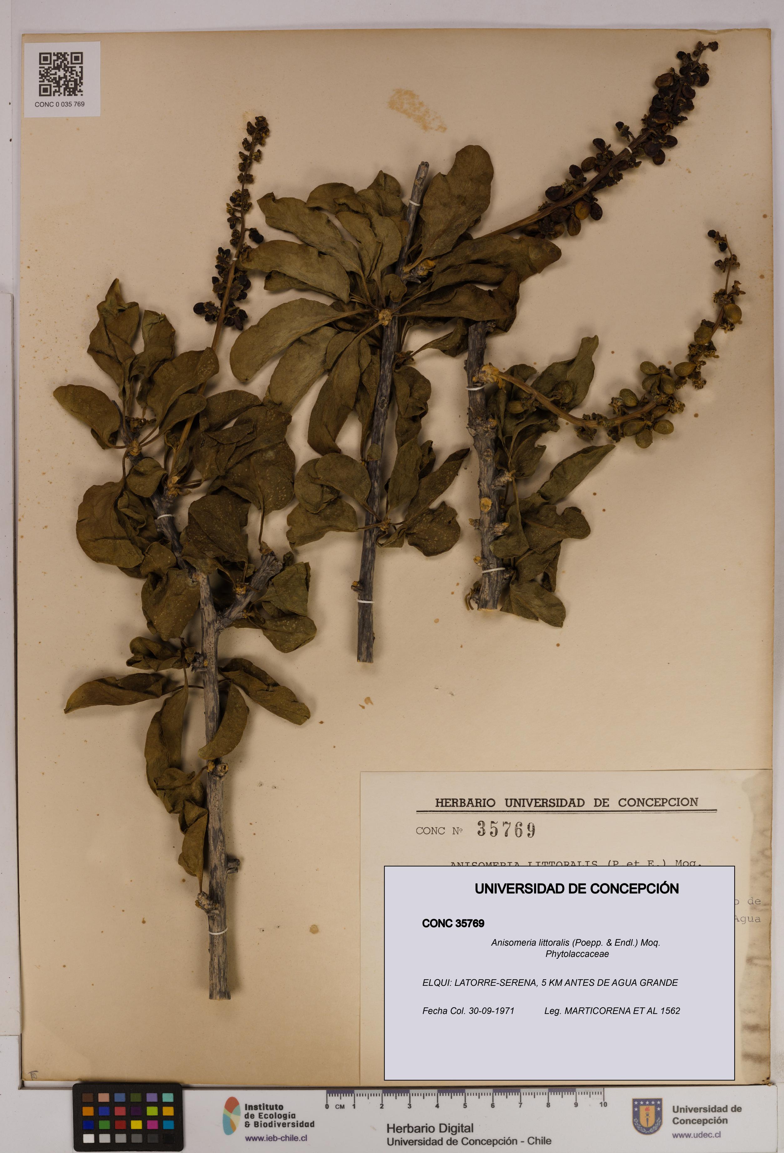 Anisomeria littoralis [Espécimen: UDEC:CONC:0035769]