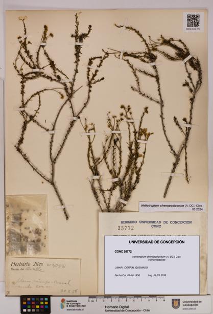 Heliotropium chenopodiaceum [Espécimen: UDEC:CONC:0035772]
