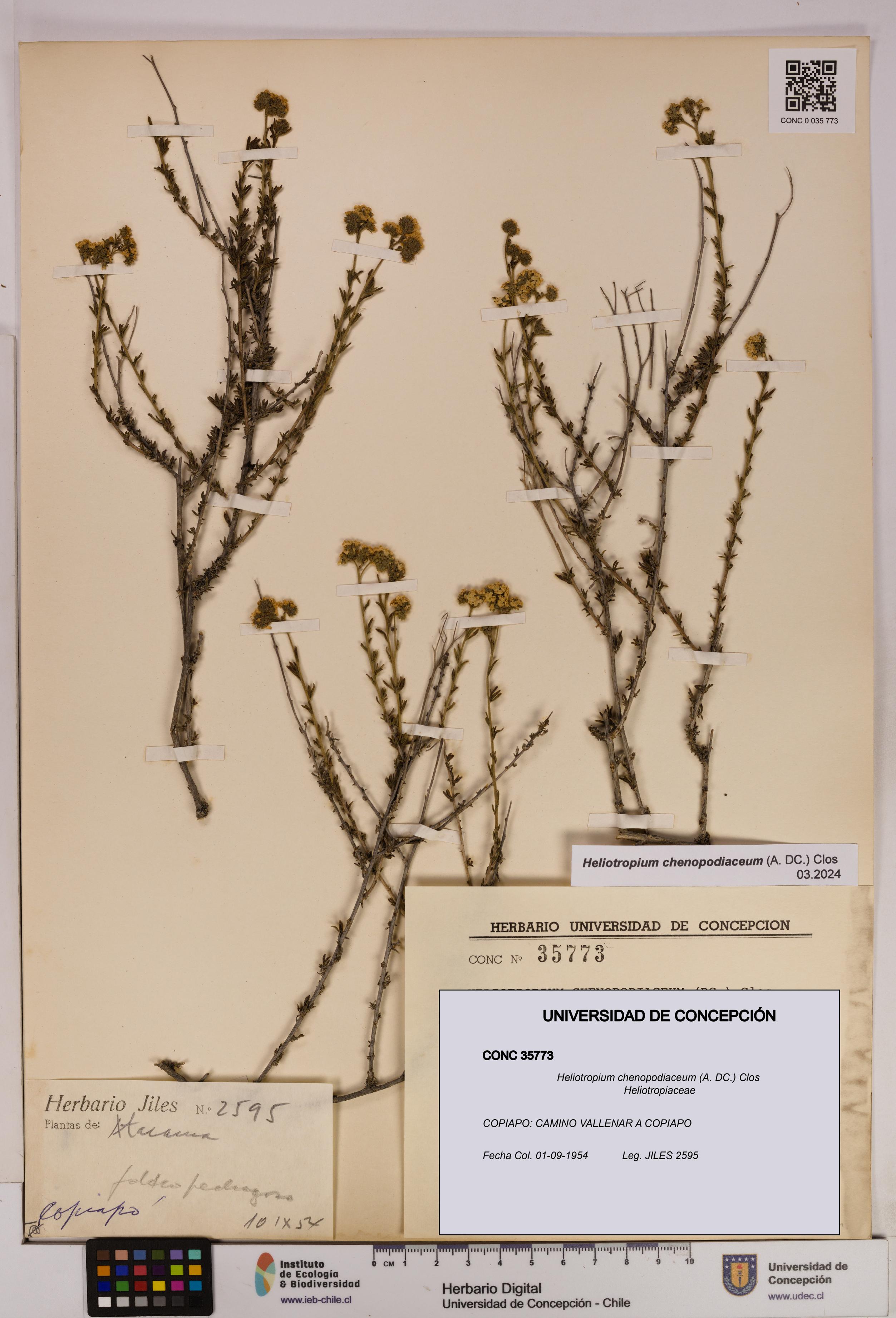 Heliotropium chenopodiaceum [Espécimen: UDEC:CONC:0035773]