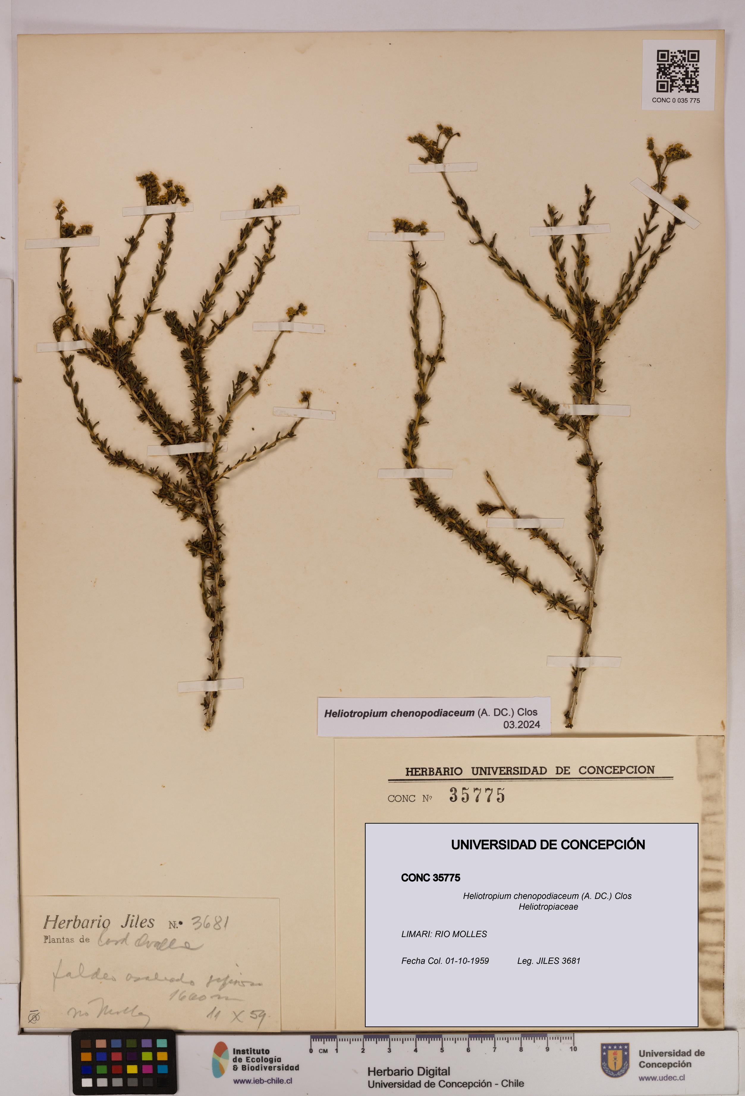 Heliotropium chenopodiaceum [Espécimen: UDEC:CONC:0035775]