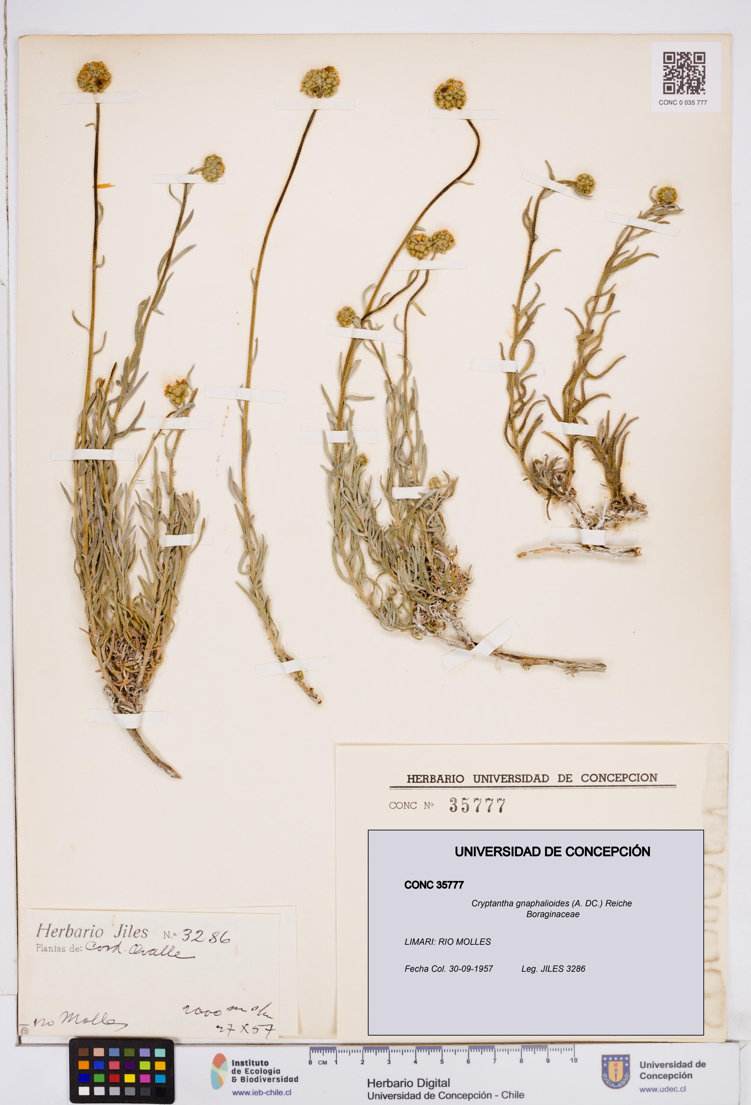 Cryptantha gnaphalioides [Espécimen: ]
