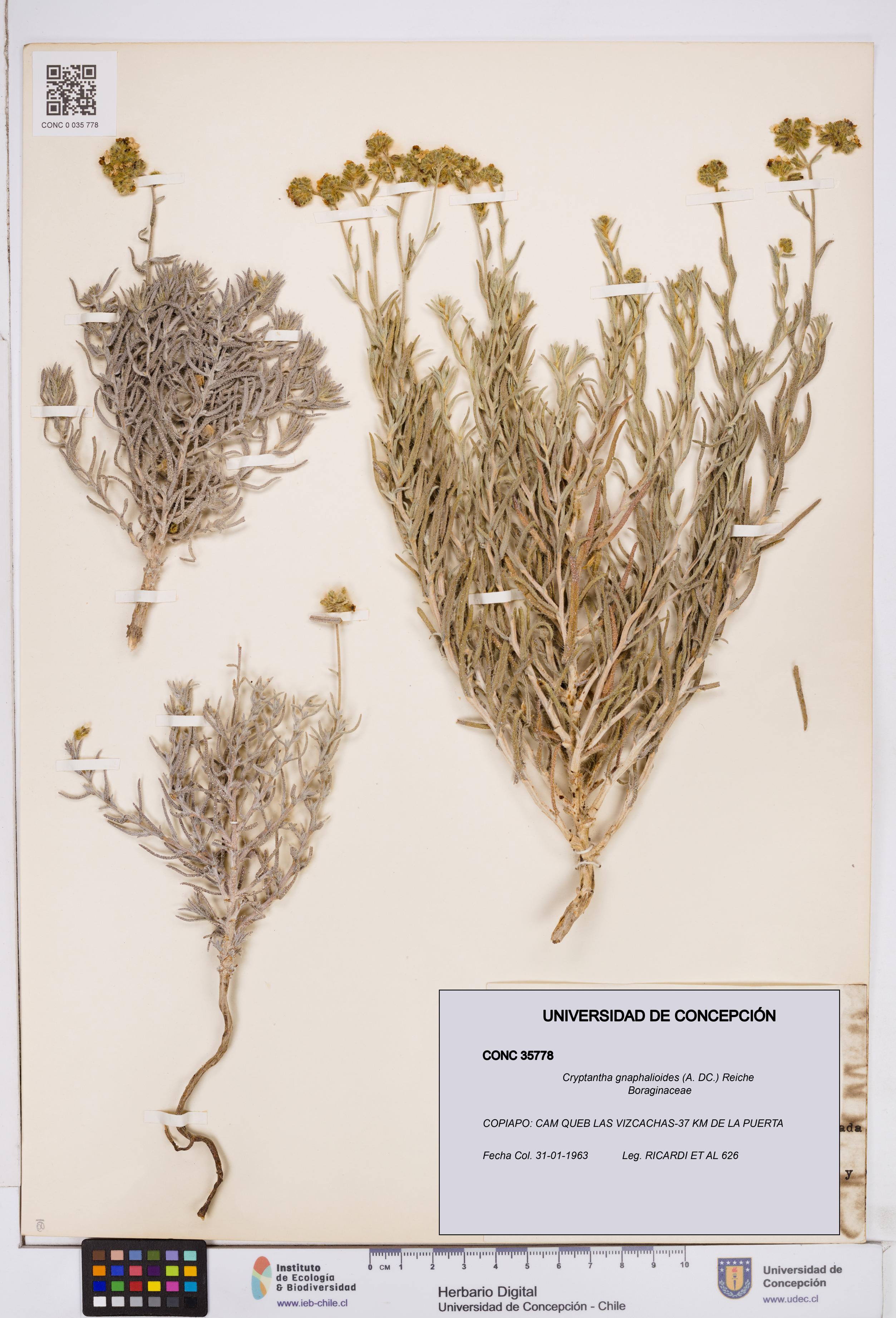 Cryptantha gnaphalioides [Espécimen: ]