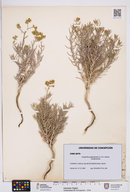 Cryptantha gnaphalioides [Espécimen: ]