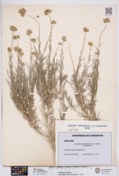 Cryptantha gnaphalioides [Espécimen: ]