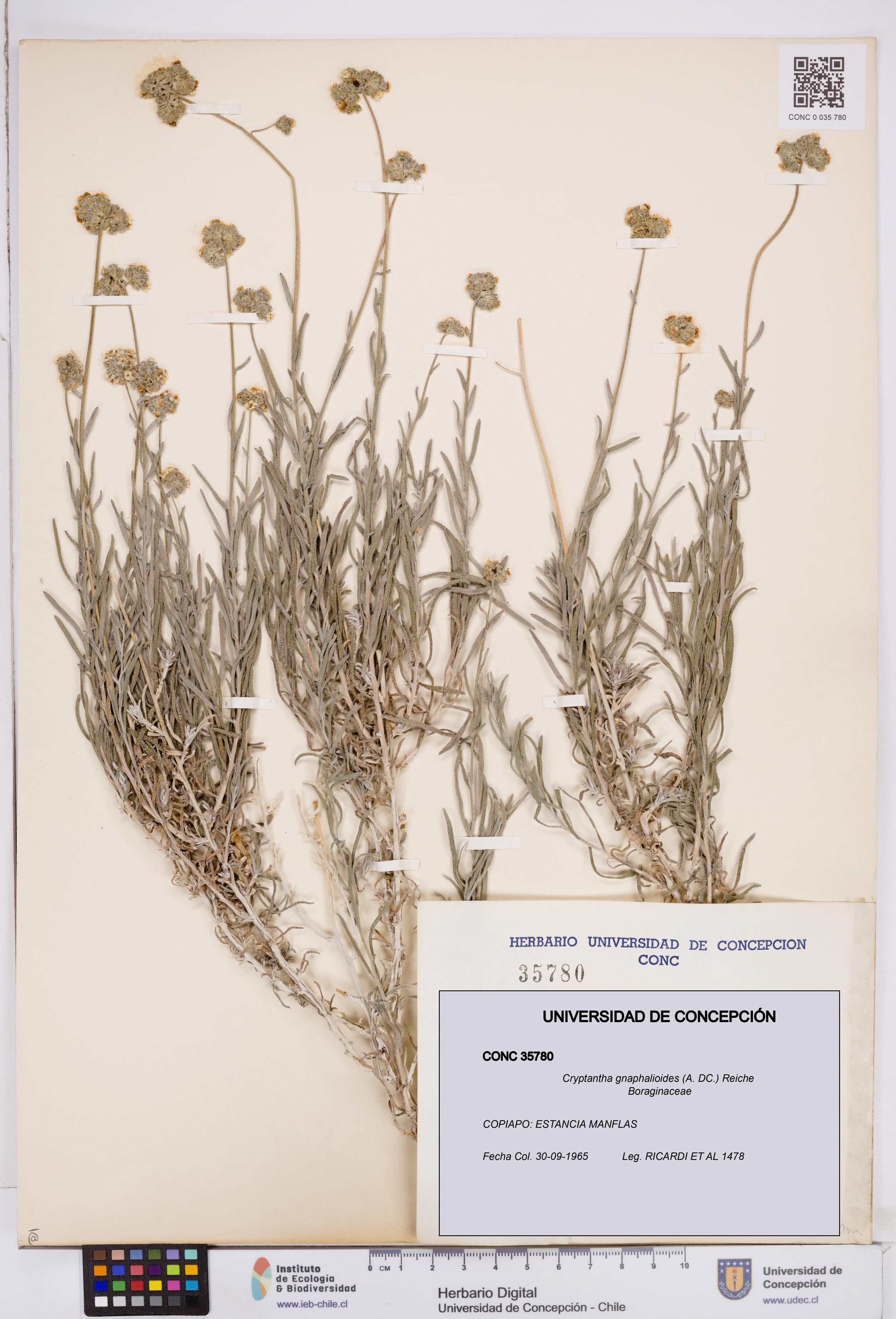 Cryptantha gnaphalioides [Espécimen: ]