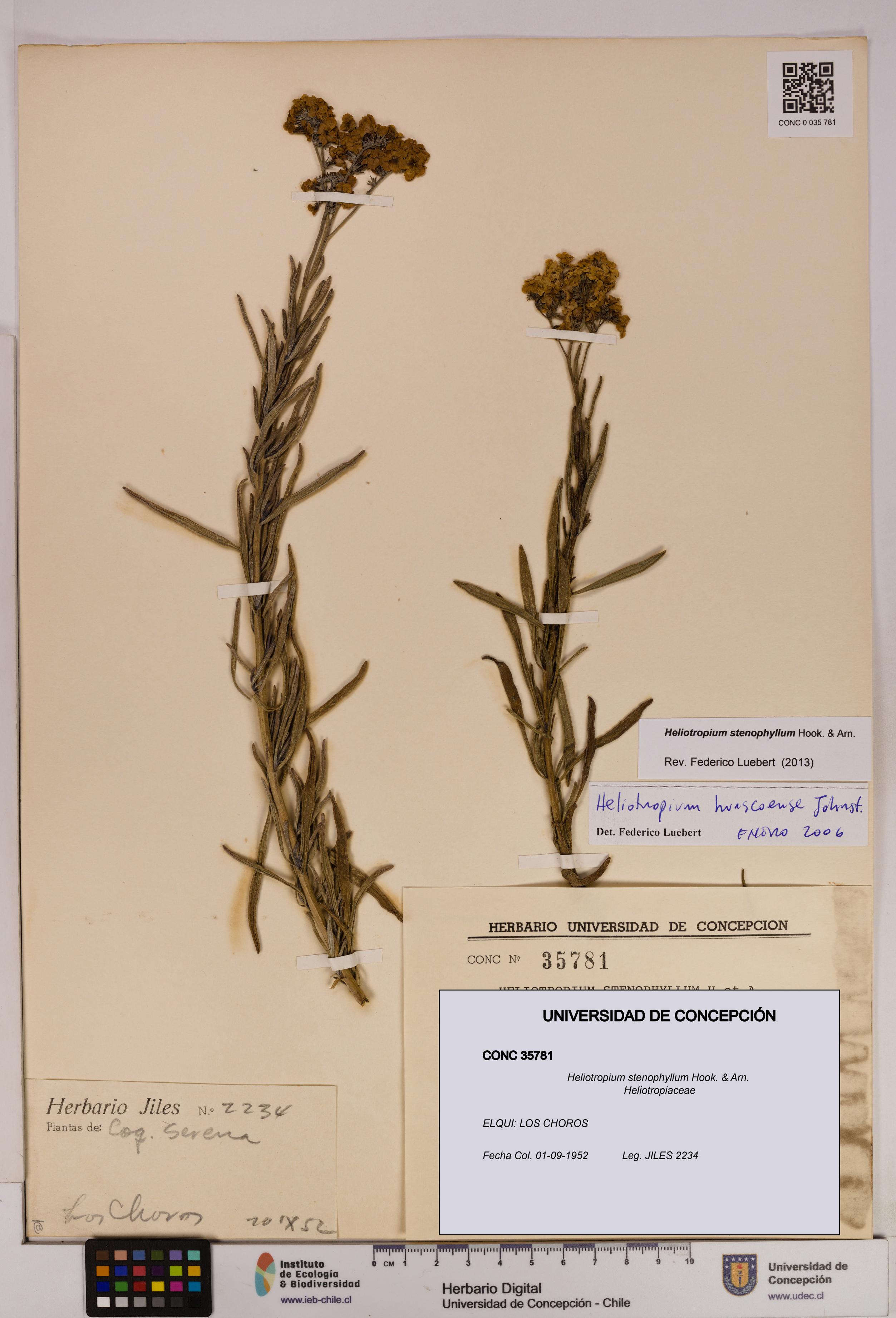 Heliotropium stenophyllum [Espécimen: UDEC:CONC:0035781]