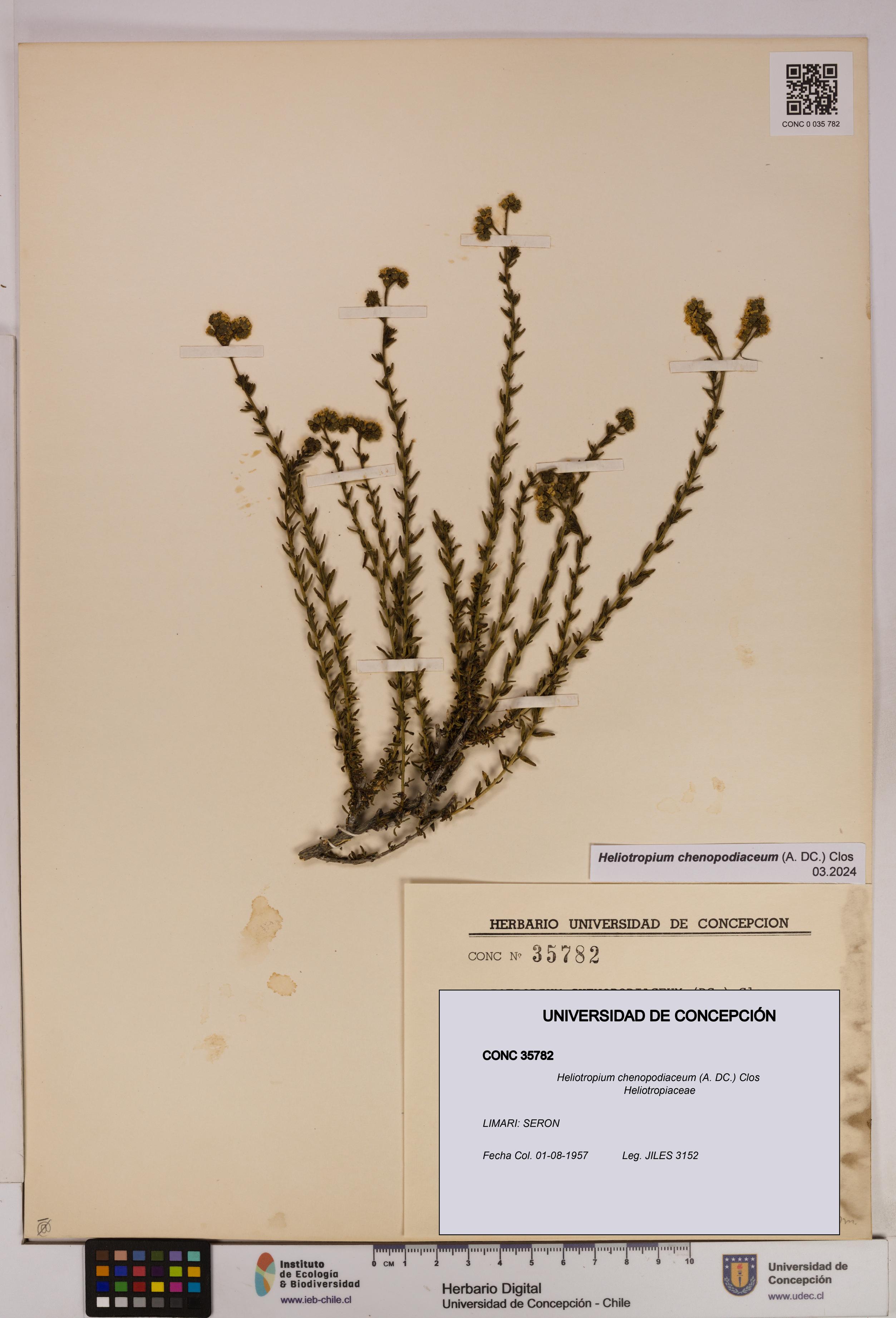 Heliotropium chenopodiaceum [Espécimen: UDEC:CONC:0035782]