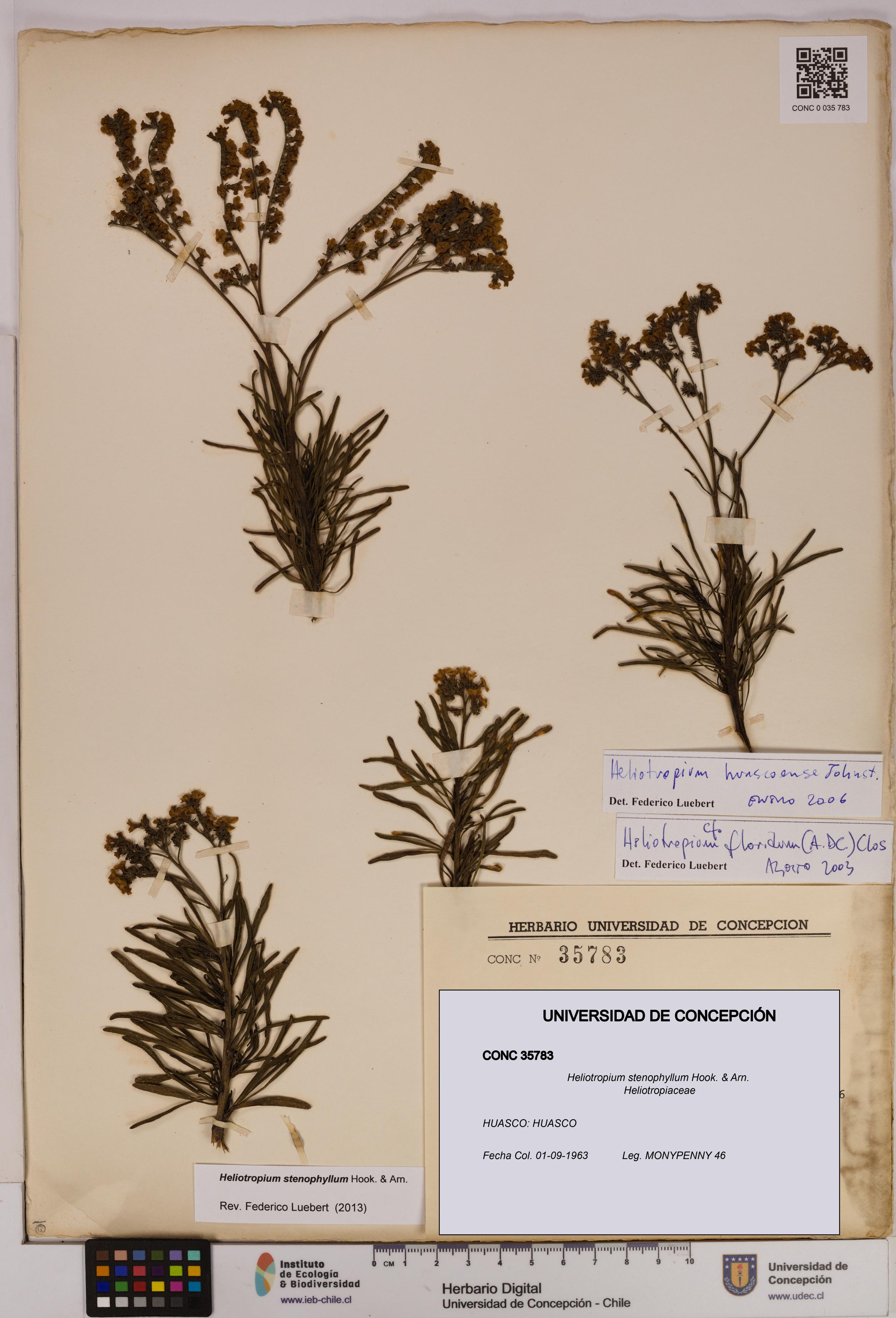 Heliotropium stenophyllum [Espécimen: UDEC:CONC:0035783]