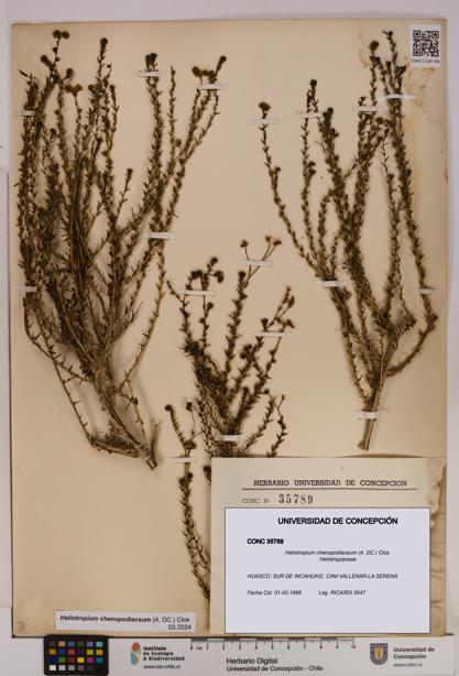 Heliotropium chenopodiaceum [Espécimen: UDEC:CONC:0035789]
