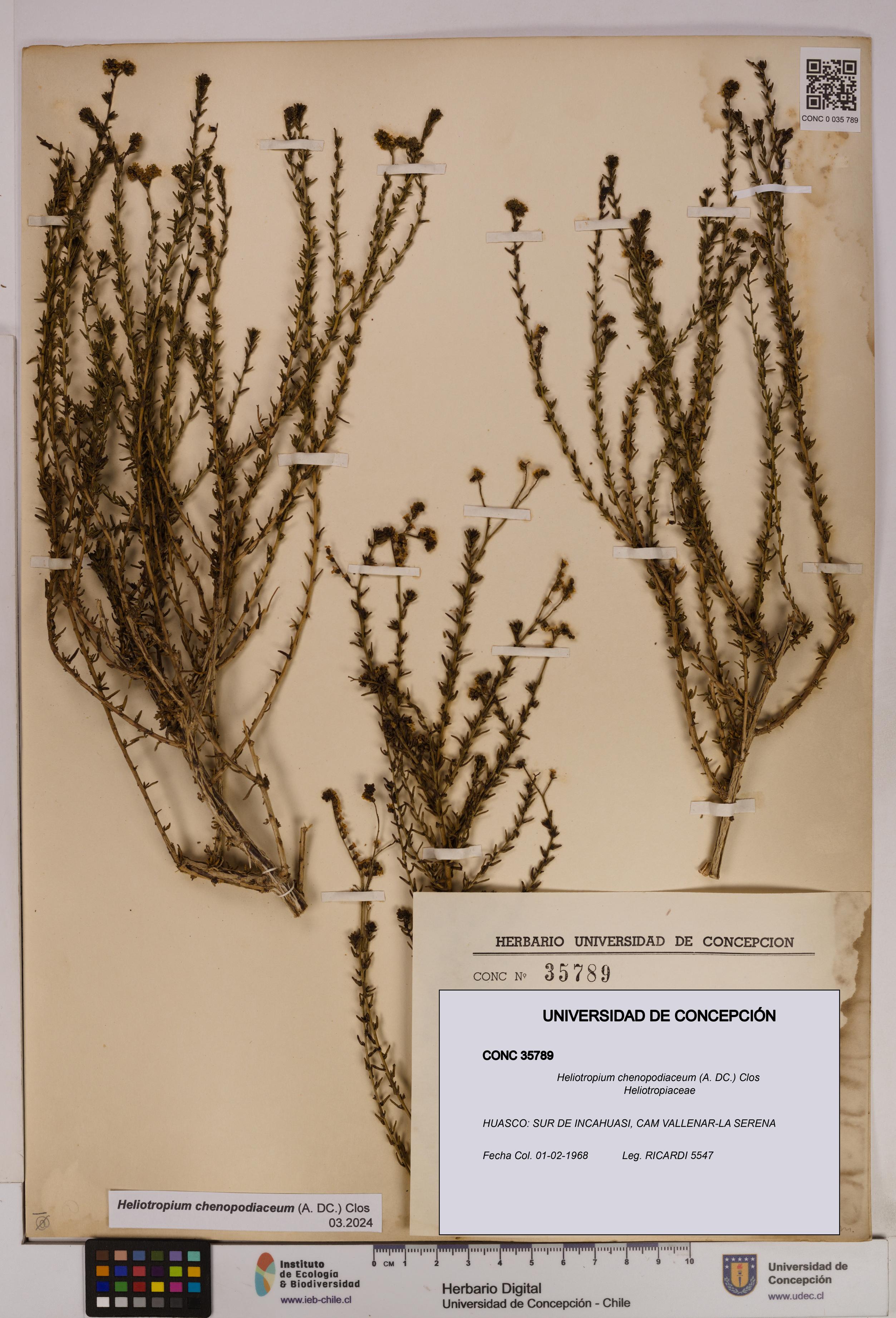 Heliotropium chenopodiaceum [Espécimen: UDEC:CONC:0035789]