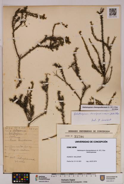 Heliotropium chenopodiaceum [Espécimen: UDEC:CONC:0035790]