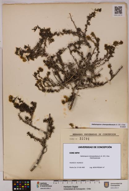 Heliotropium chenopodiaceum [Espécimen: UDEC:CONC:0035791]