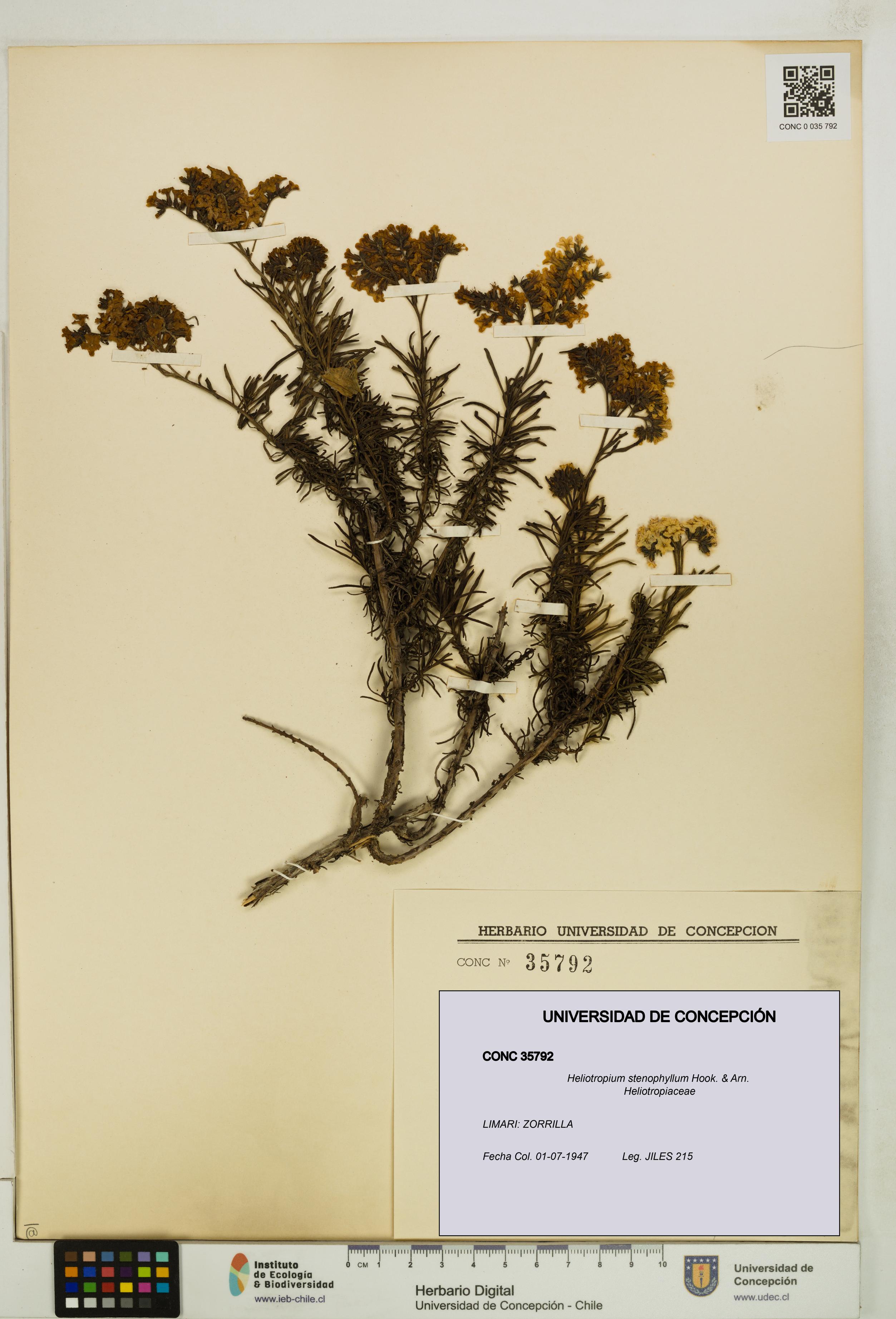 Heliotropium stenophyllum [Espécimen: UDEC:CONC:0035792]