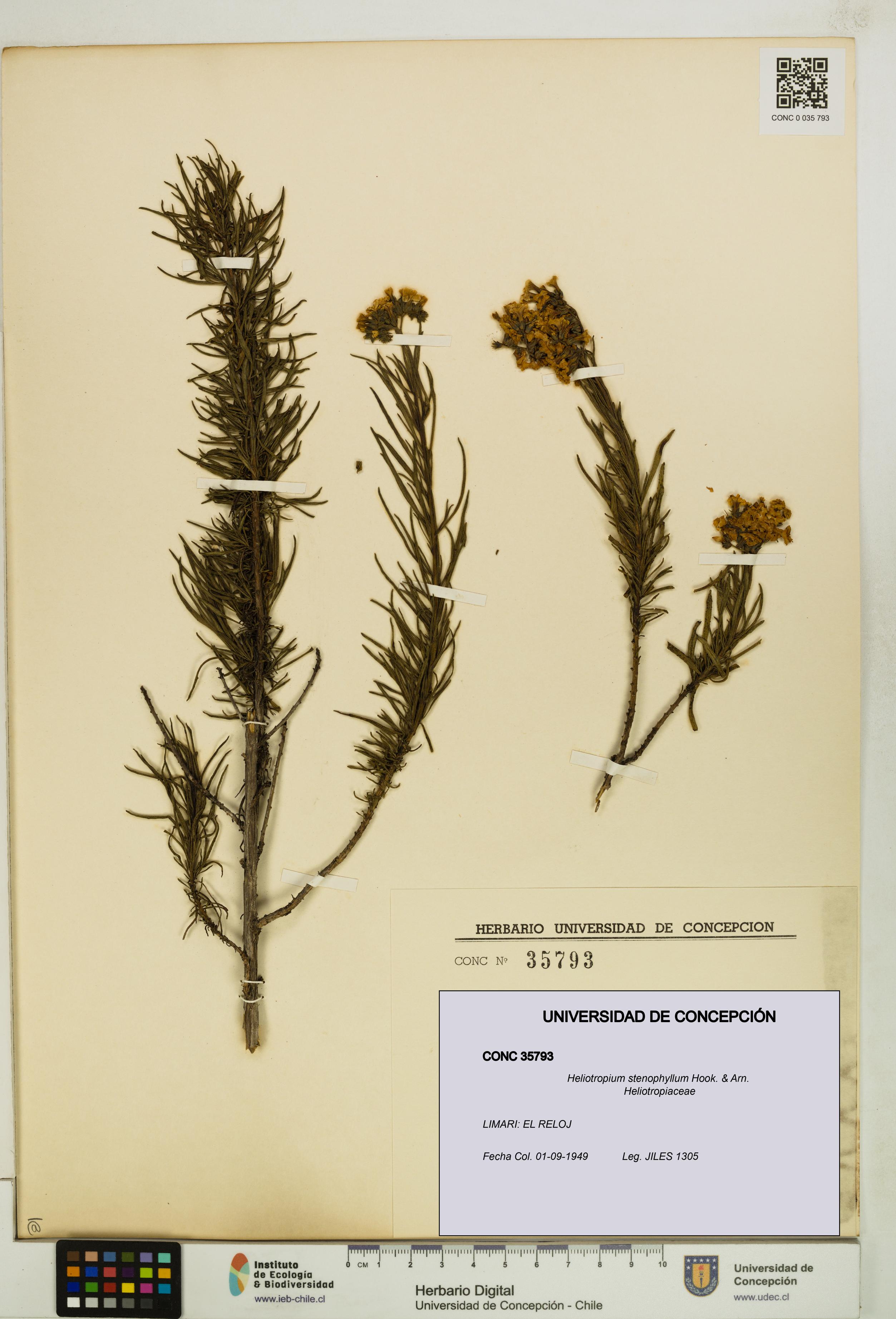 Heliotropium stenophyllum [Espécimen: UDEC:CONC:0035793]