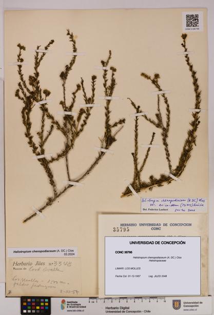 Heliotropium chenopodiaceum [Espécimen: UDEC:CONC:0035795]
