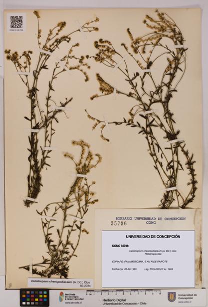 Heliotropium chenopodiaceum [Espécimen: UDEC:CONC:0035796]