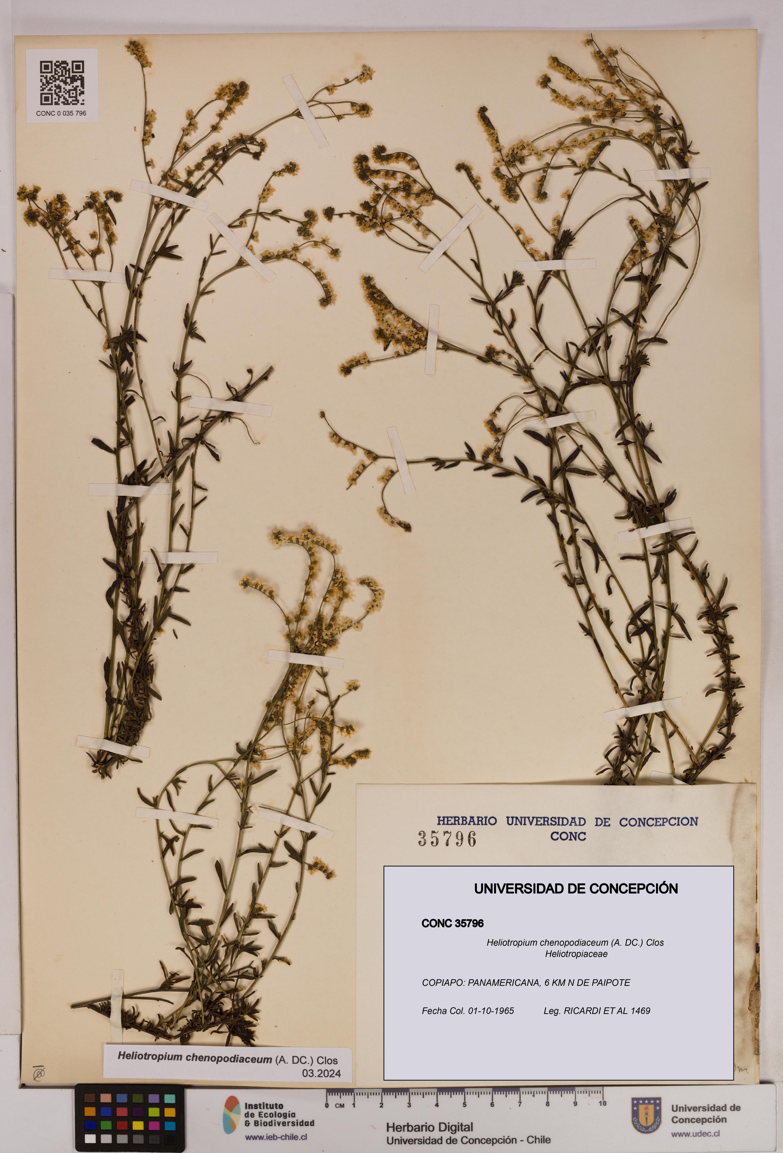 Heliotropium chenopodiaceum [Espécimen: UDEC:CONC:0035796]