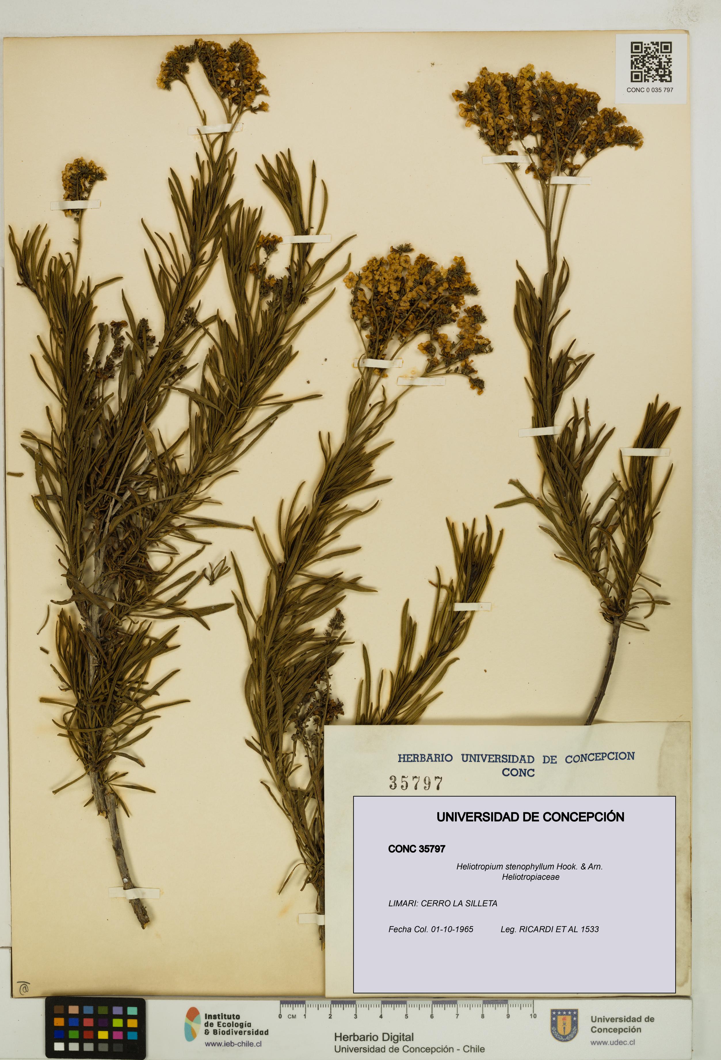 Heliotropium stenophyllum [Espécimen: UDEC:CONC:0035797]