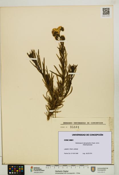 Heliotropium stenophyllum [Espécimen: UDEC:CONC:0035801]