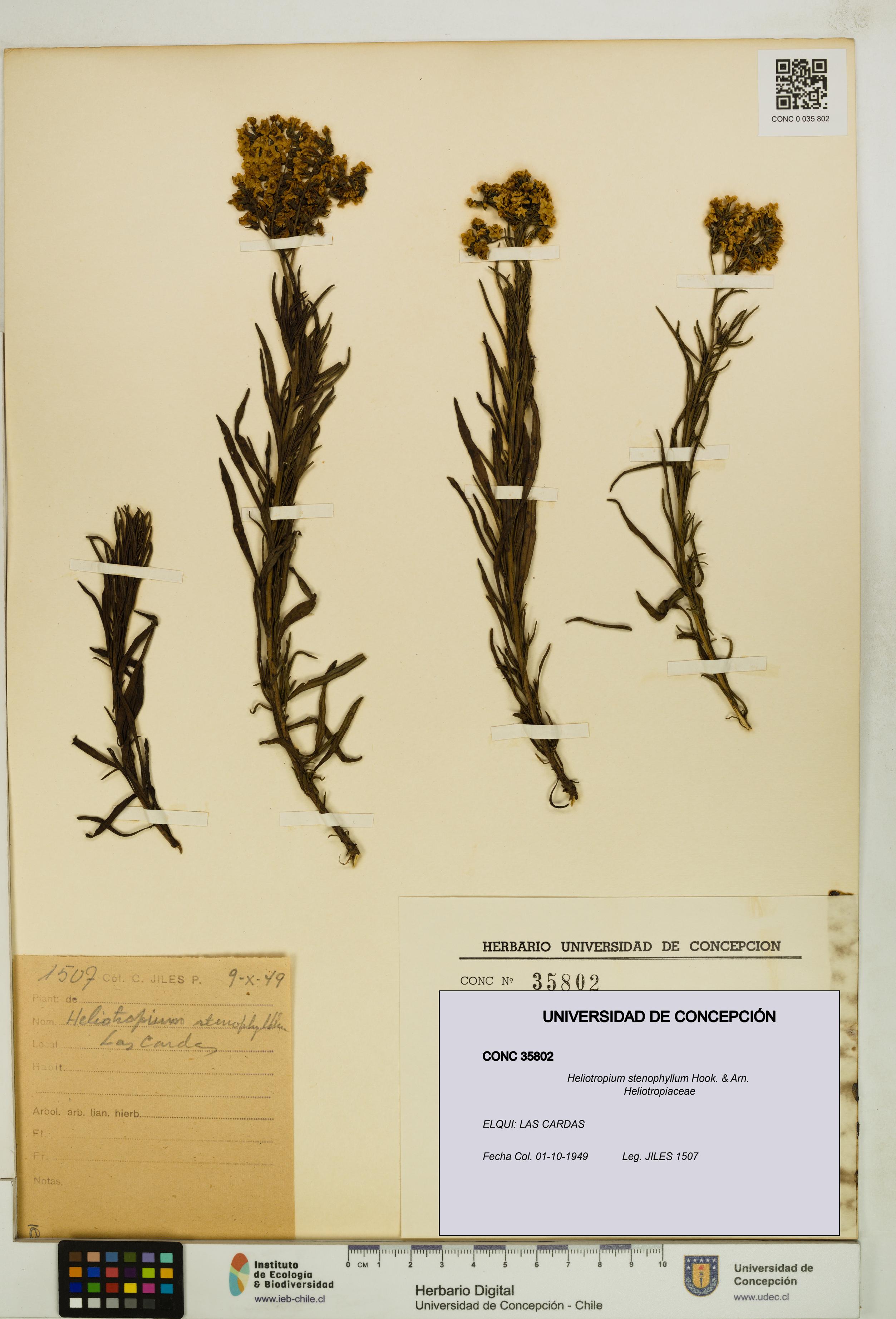 Heliotropium stenophyllum [Espécimen: UDEC:CONC:0035802]