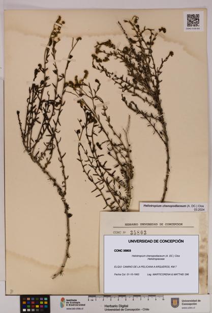 Heliotropium chenopodiaceum [Espécimen: UDEC:CONC:0035803]