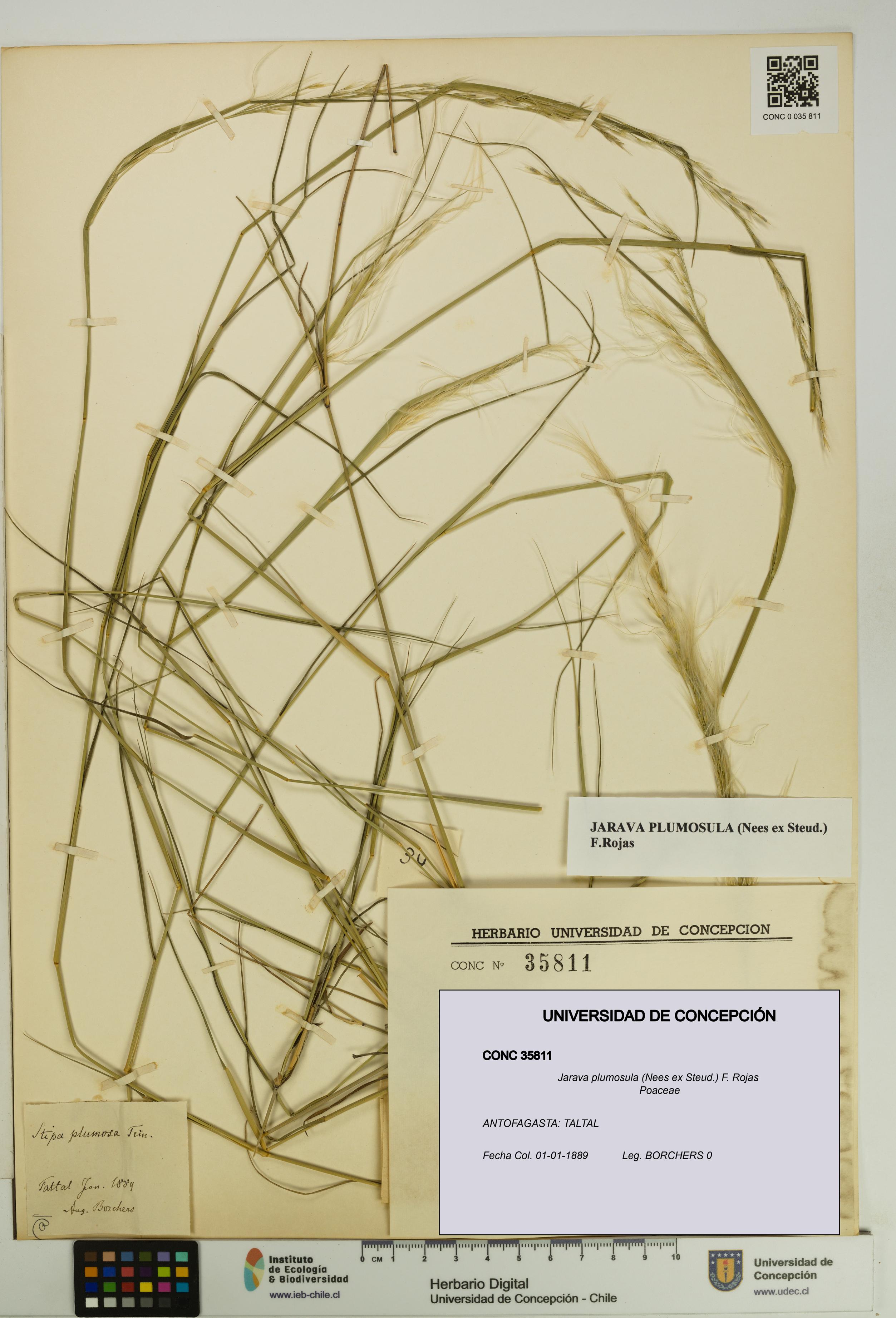 Jarava plumosula [Espécimen: UDEC:CONC:0035811]