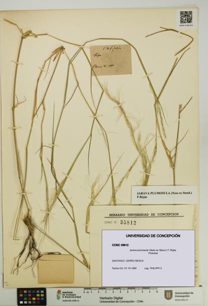 Jarava plumosula [Espécimen: UDEC:CONC:0035812]