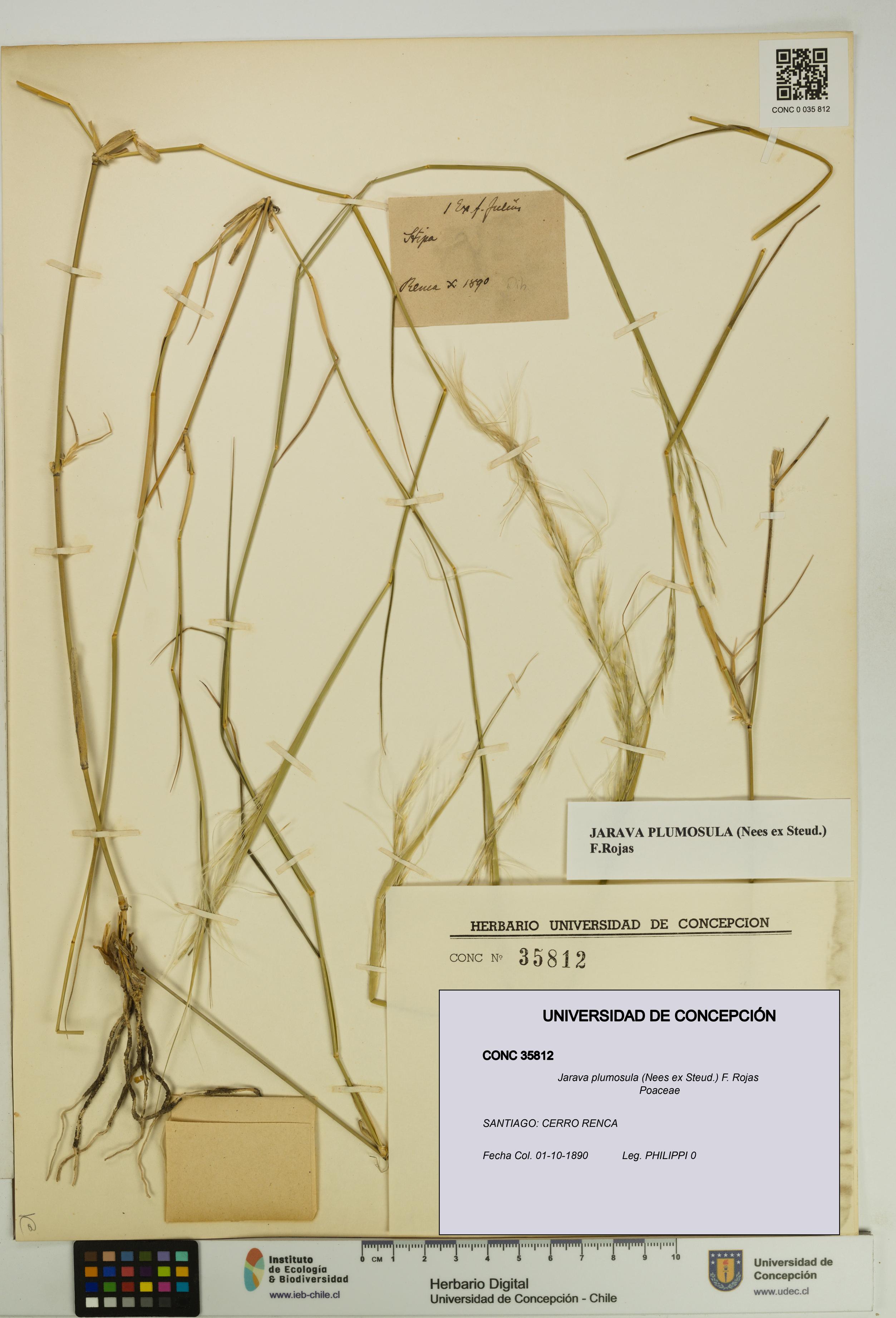 Jarava plumosula [Espécimen: UDEC:CONC:0035812]