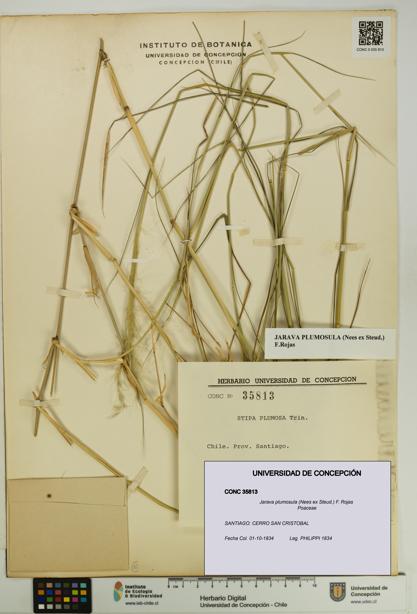 Jarava plumosula [Espécimen: UDEC:CONC:0035813]