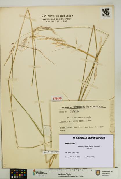 Nassella philippii [Espécimen: UDEC:CONC:0035815]