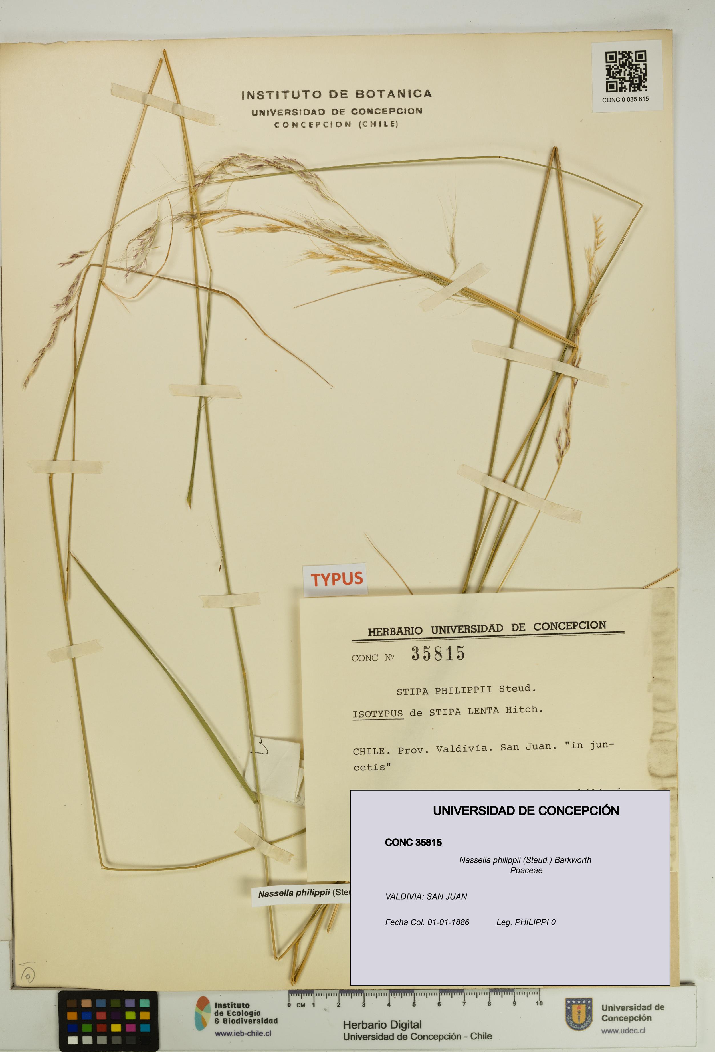 Nassella philippii [Espécimen: UDEC:CONC:0035815]