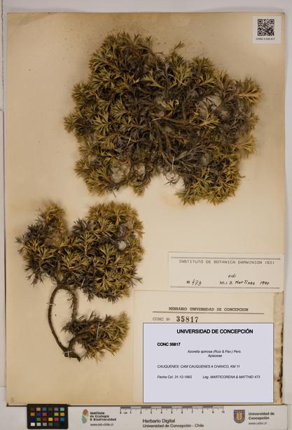 Azorella spinosa [Espécimen: ]