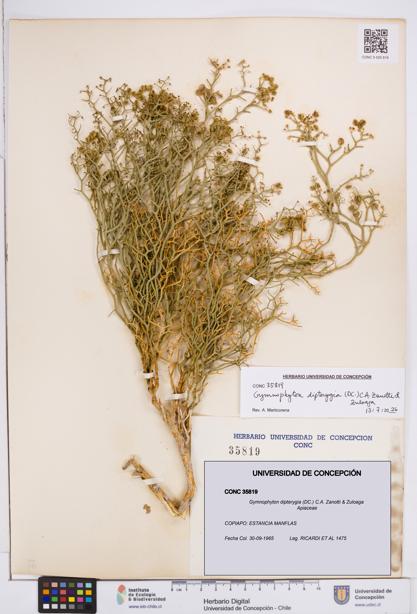 Gymnophyton dipterygia [Espécimen: ]