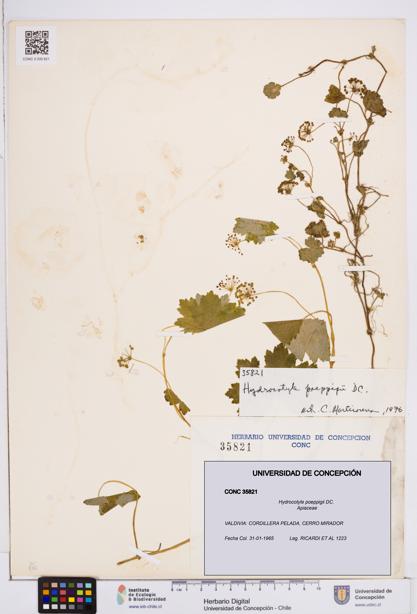 Hydrocotyle poeppigii [Espécimen: ]