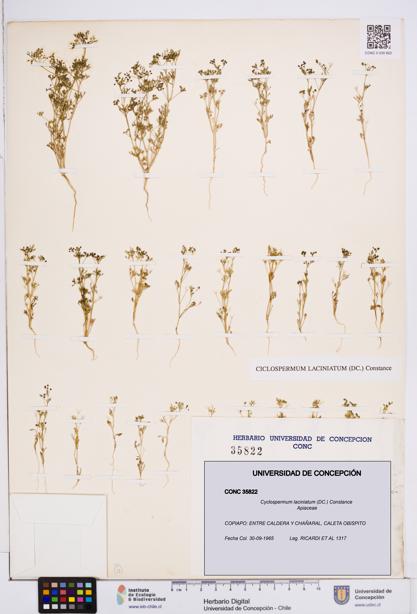 Cyclospermum laciniatum [Espécimen: ]