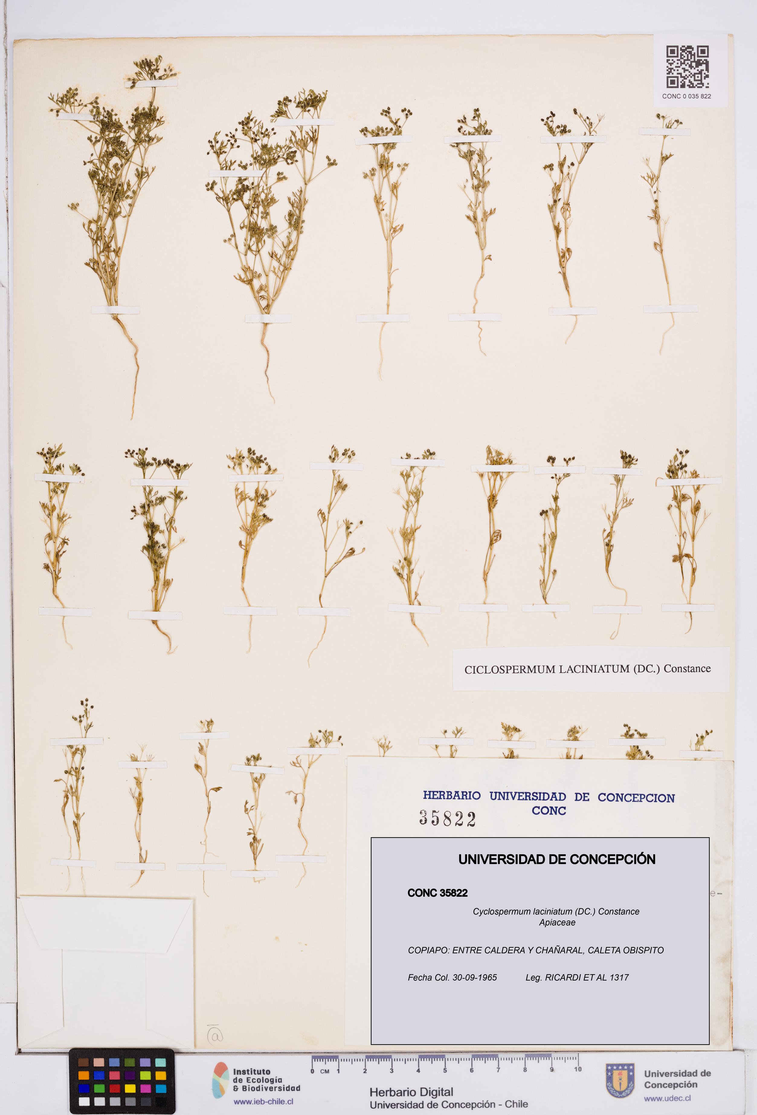 Cyclospermum laciniatum [Espécimen: ]