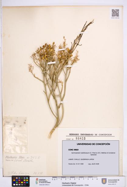 Gymnophyton isatidicarpum [Espécimen: ]