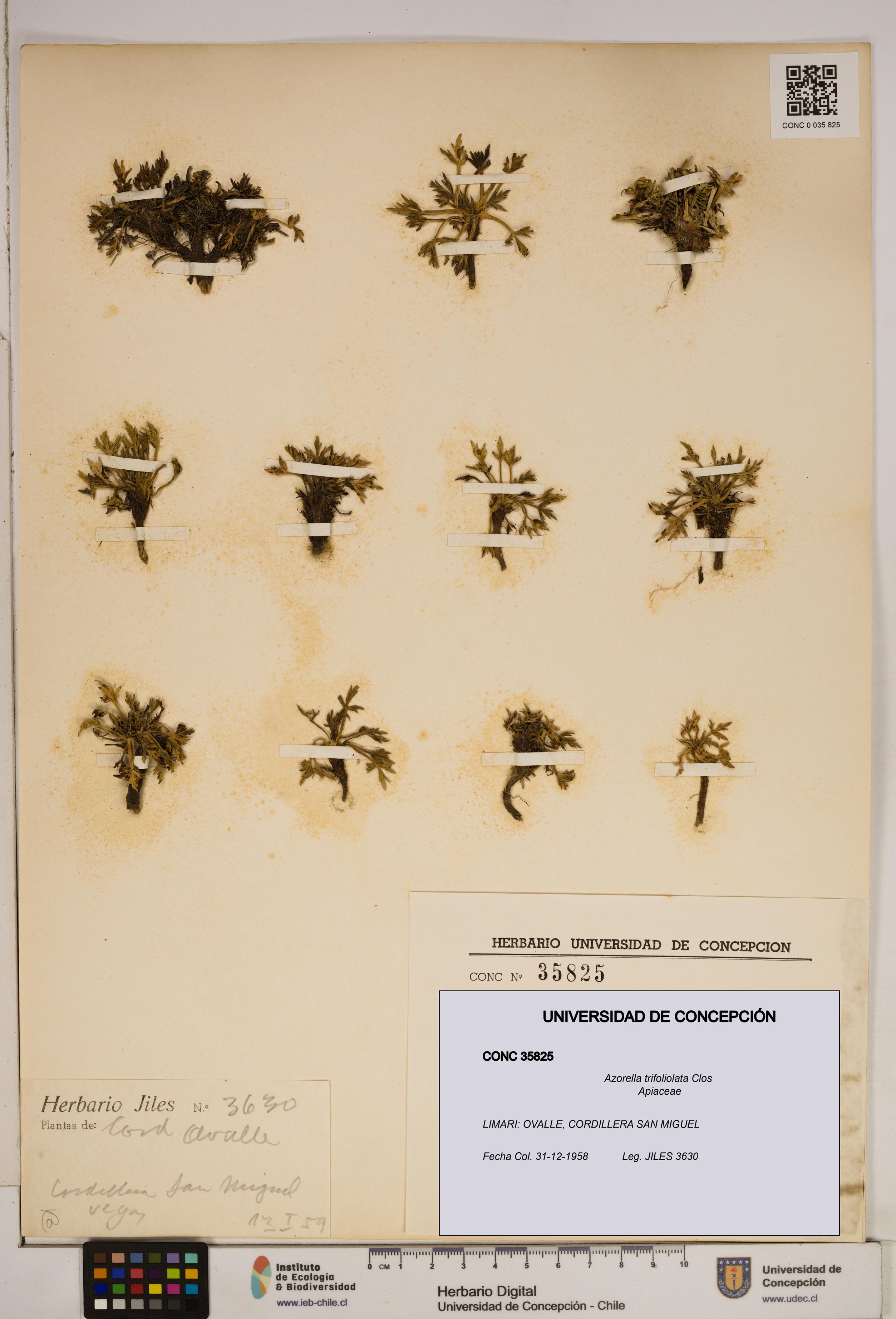 Azorella trifoliolata [Espécimen: ]