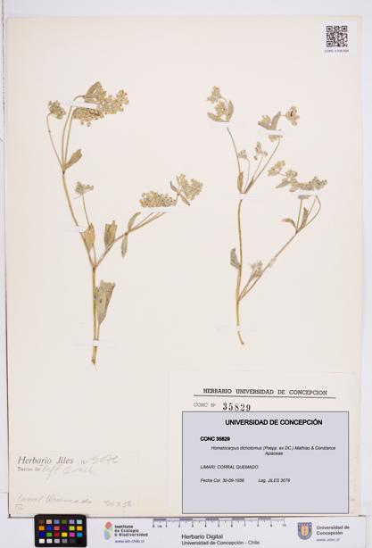 Homalocarpus dichotomus [Espécimen: ]