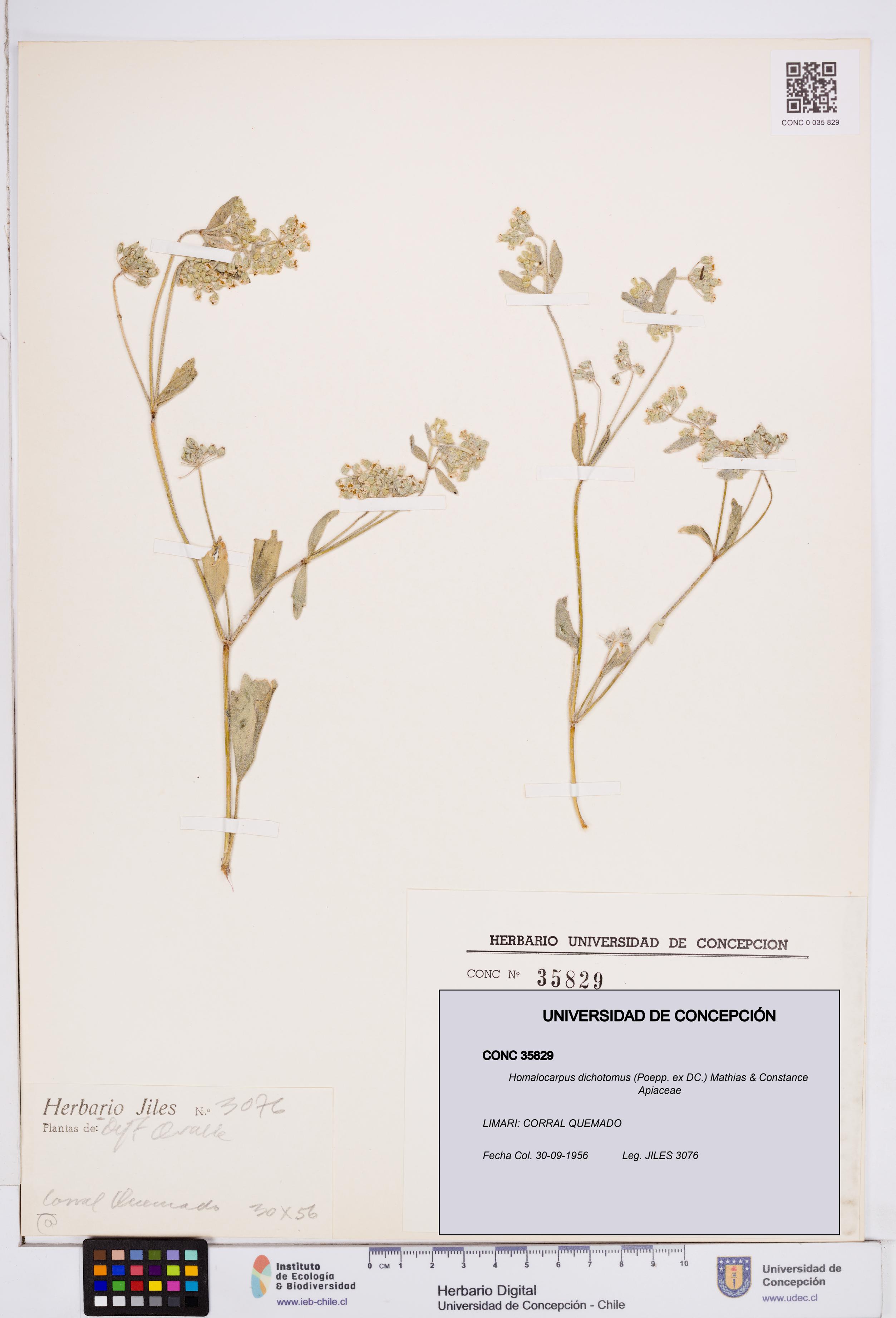 Homalocarpus dichotomus [Espécimen: ]