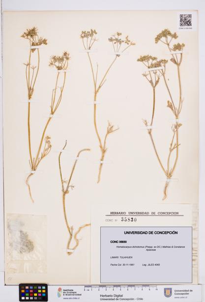 Homalocarpus dichotomus [Espécimen: ]