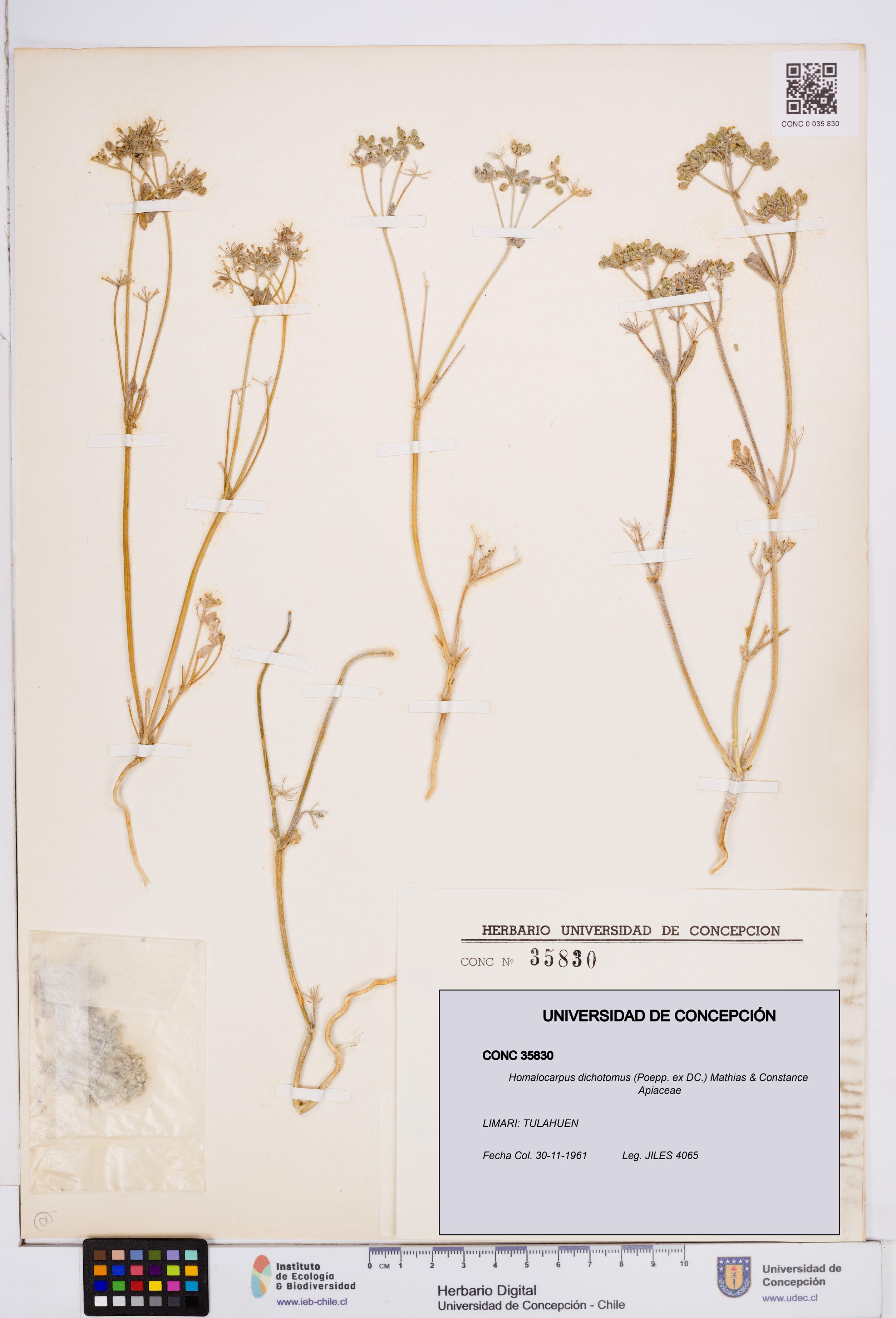 Homalocarpus dichotomus [Espécimen: ]