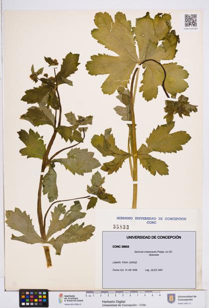 Sanicula crassicaulis [Espécimen: ]