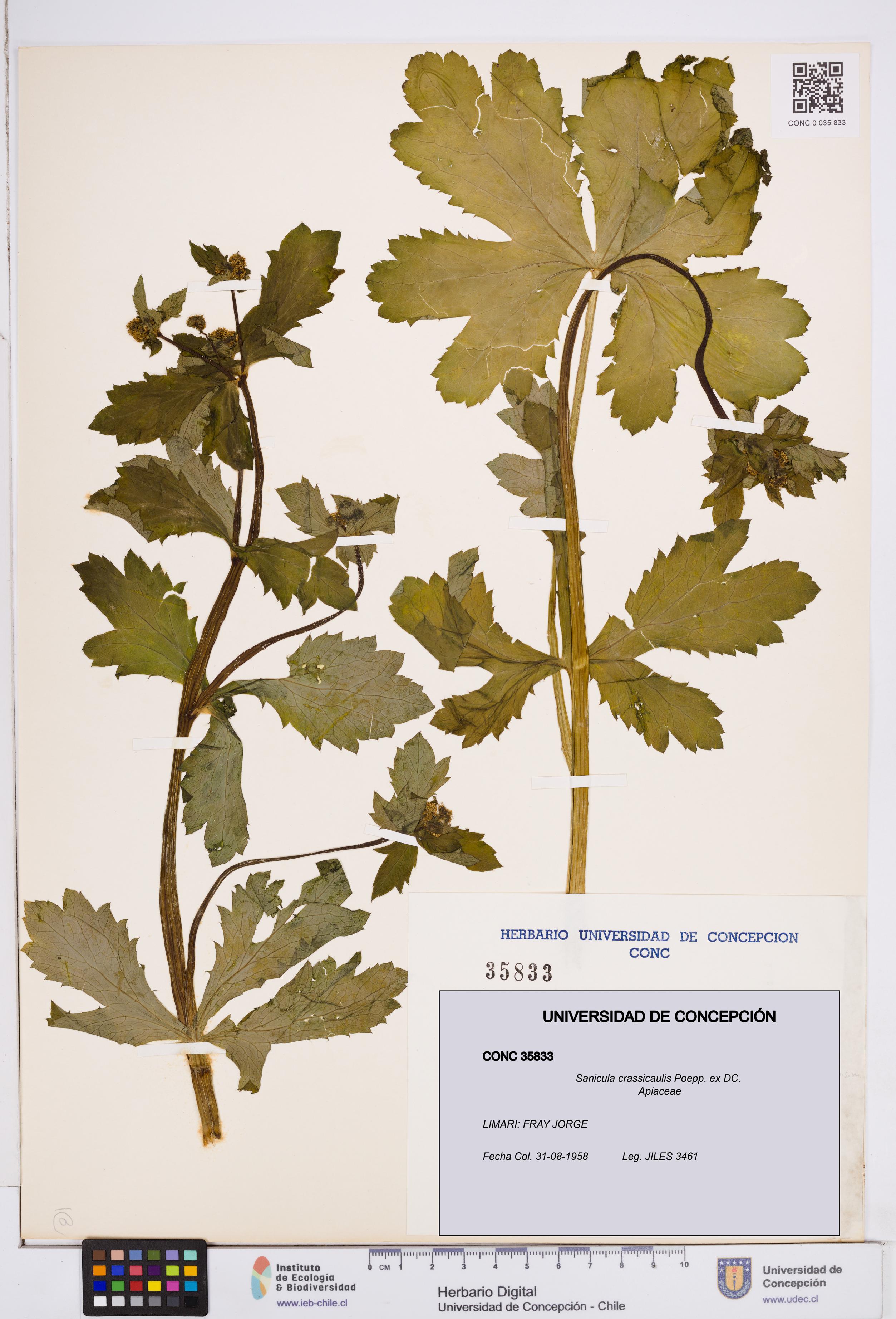 Sanicula crassicaulis [Espécimen: ]