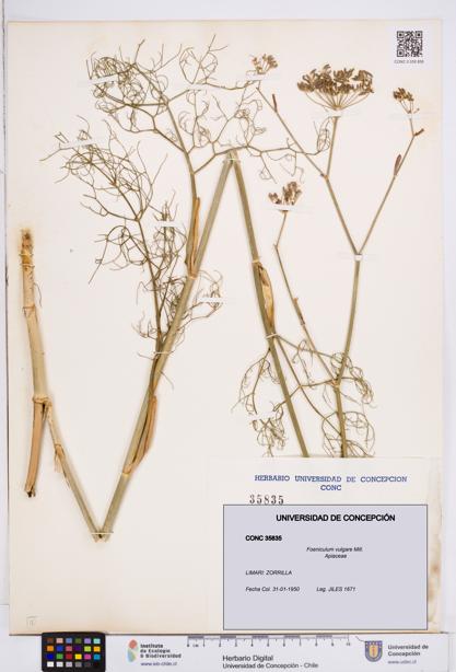 Foeniculum vulgare [Espécimen: ]