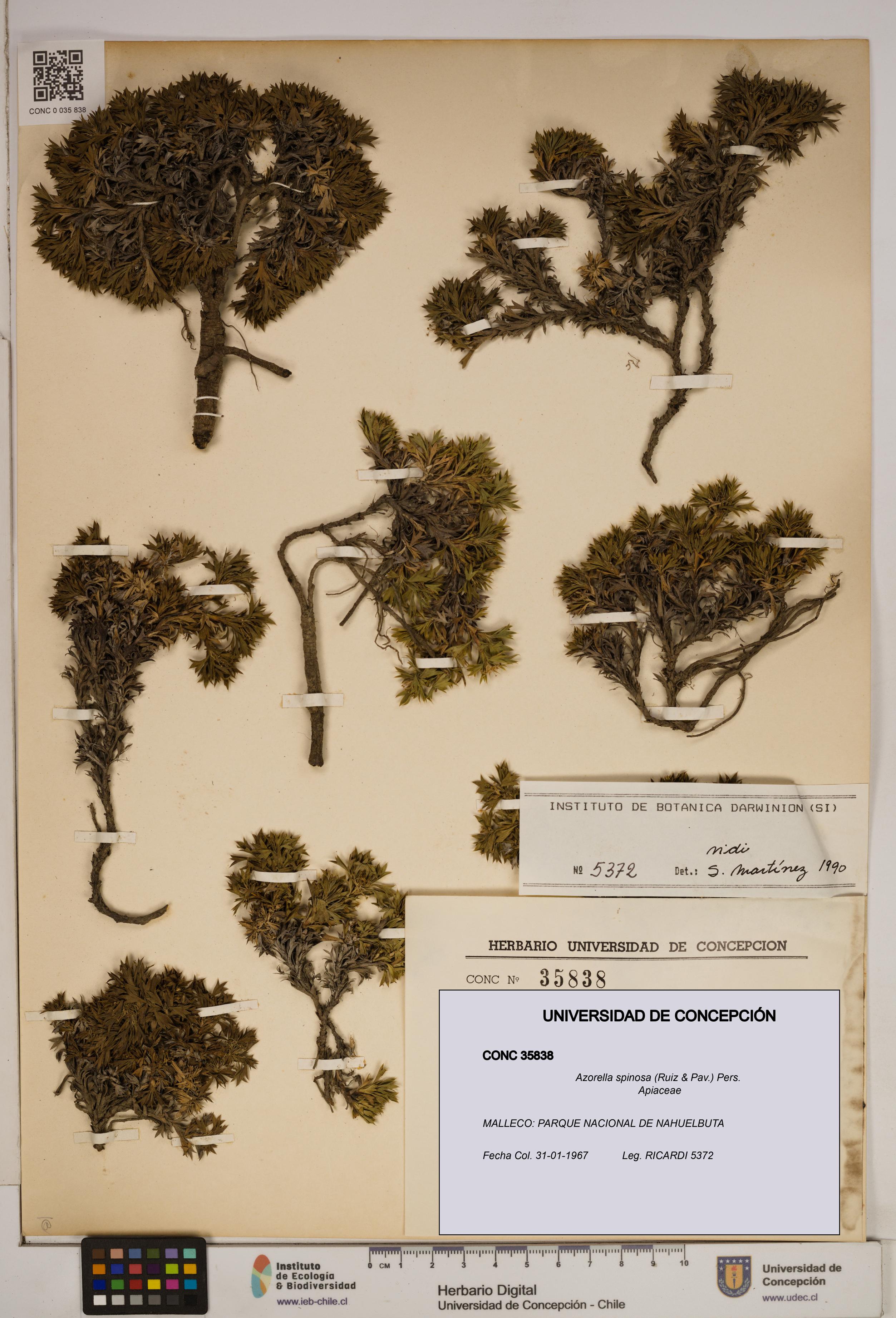 Azorella spinosa [Espécimen: ]