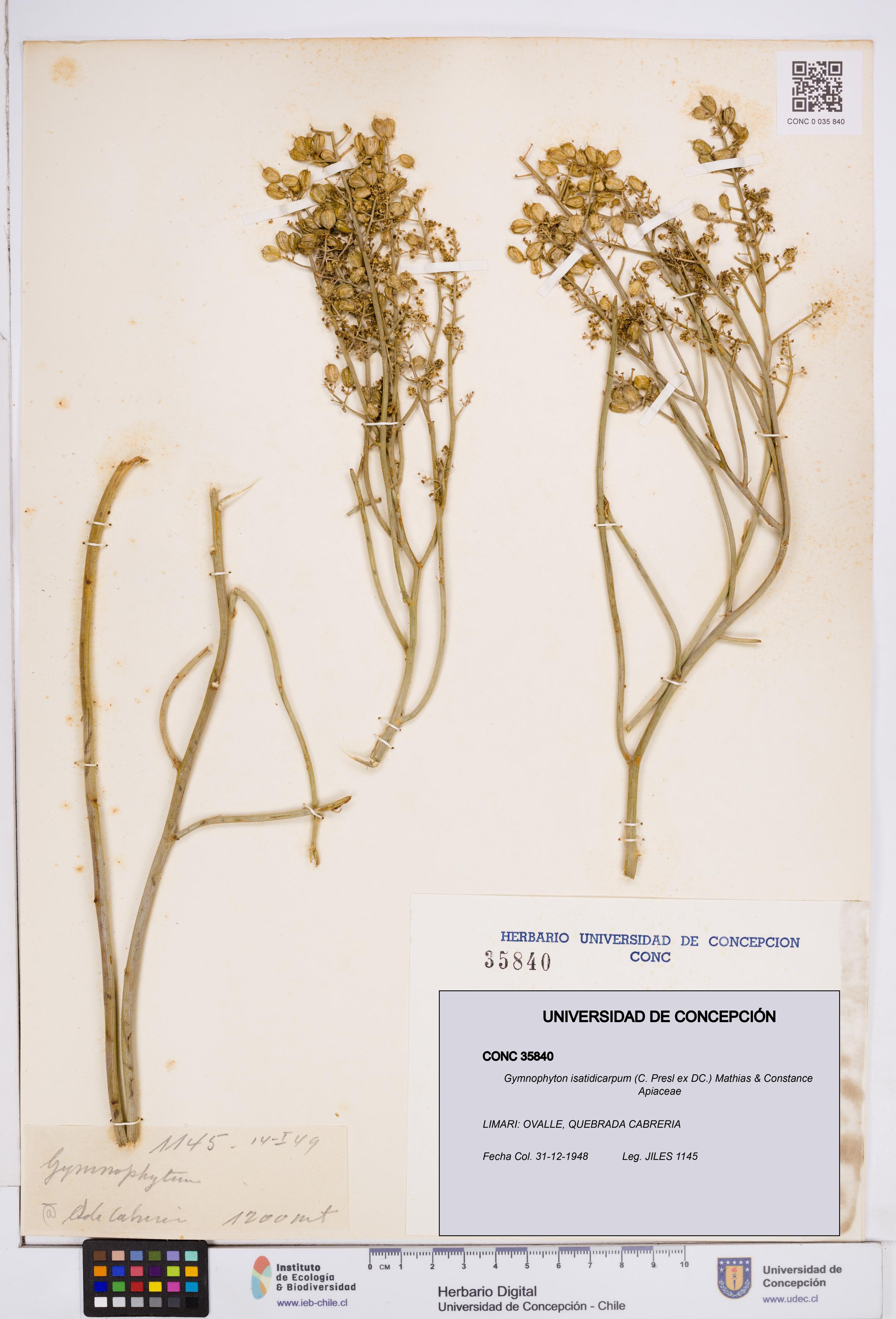 Gymnophyton isatidicarpum [Espécimen: ]