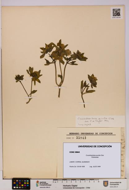 Cruckshanksia pumila [Espécimen: UDEC:CONC:0035843]